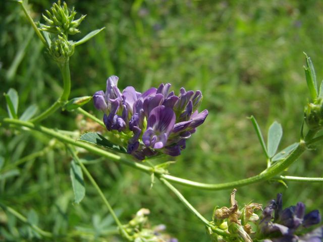 Medicago sativa / Erba medica
